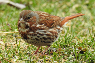 Fox Sparrow (Passerella iliaca )