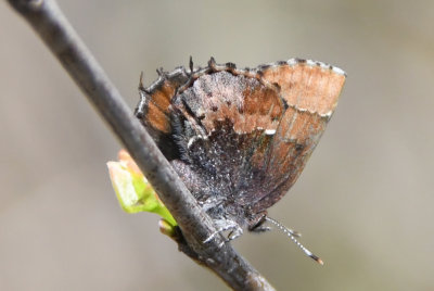 Henry's Elfin ( Callophrys henrici )