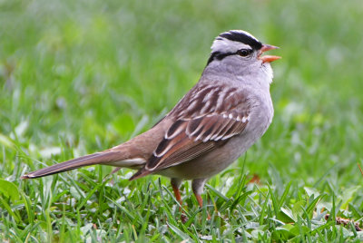 White-crowned Sparrow (Zonotrichia leucophrys) 