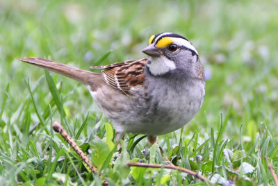 White-throated Sparrow (Zonotricia albicollis )