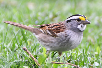 White-throated Sparrow (Zonotricia albicollis )