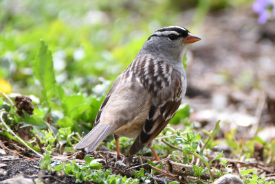 White-crowned Sparrow (Zonotrichia leucophrys) 
