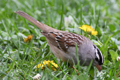 White-crowned Sparrow (Zonotrichia leucophrys) 