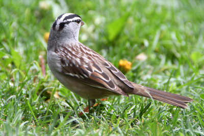 White-crowned Sparrow (Zonotrichia leucophrys) 