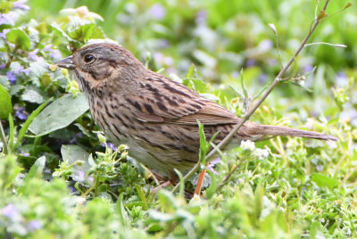 Lincoln's Sparrow ( Melospiza lincolnii )