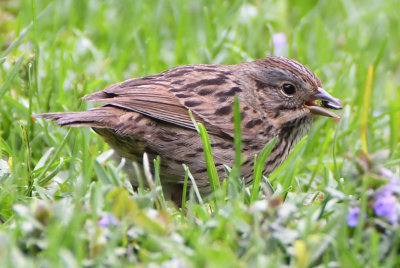 Lincoln's Sparrow ( Melospiza lincolnii )