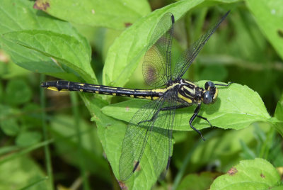 Rapids Clubtail (Gomphus quadricolor) female