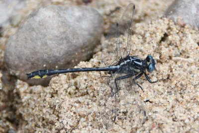 Rapids Clubtail (Gomphus quadricolor) male