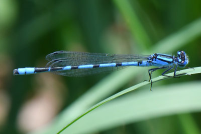 Hagen's Bluet ( Enallagma hageni )male