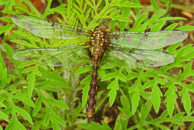 Stygian Shadowdragon ( Neurocordulia yamaskanensis )male