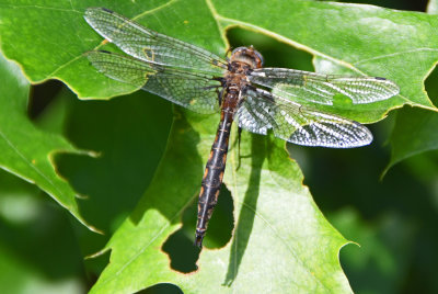 Beaverpond Baskettail (Epitheca canis )male