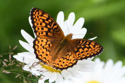 Atlantis Fritillary (Speyeria atlantis )