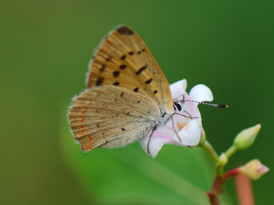 Dorcas Copper ( Lycaena dorcas ) female