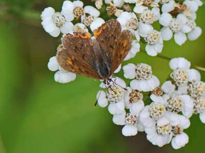 Dorcas Copper ( Lycaena dorcas ) female