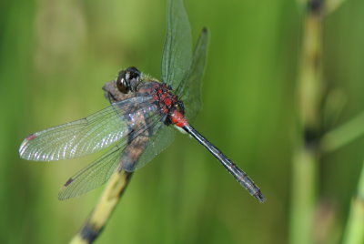 Crimson-ringed Whiteface ( Leucorrhinia glacialis ) male