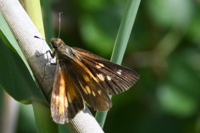 Broad-winged Skipper (Poanes viator )female
