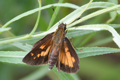 Broad-winged Skipper (Poanes viator )male