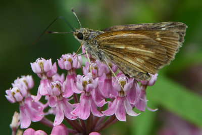 Broad-winged Skipper (Poanes viator )