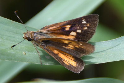 Broad-winged Skipper (Poanes viator )female