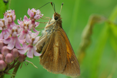 Broad-winged Skipper (Poanes viator )