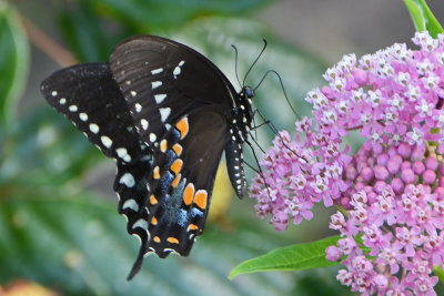 Spicebush Swallowtail ( Papilio troilus )male