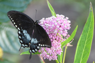 Spicebush Swallowtail ( Papilio troilus )male