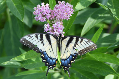 Eastern Tiger Swallowtail (Papilio glaucus ) female
