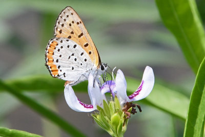 Bronze Copper (Lycaena hyllus ) male