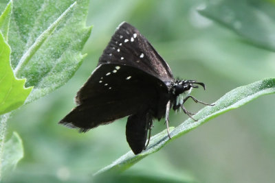 Common Sootywing (Pholisora catullus )