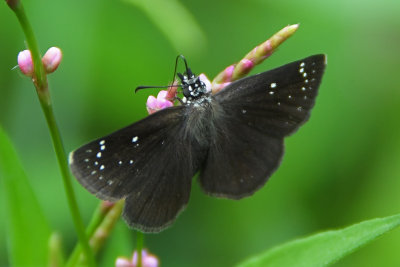 Common Sootywing (Pholisora catullus )