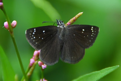 Common Sootywing (Pholisora catullus )