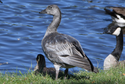 Snow Goose ( Chen caerulescens ) juvenile dark