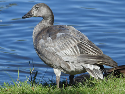 Snow Goose ( Chen caerulescens ) juvenile dark