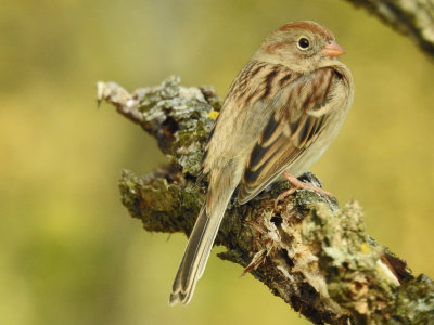 Field Sparrow ( Spizella pusilla )