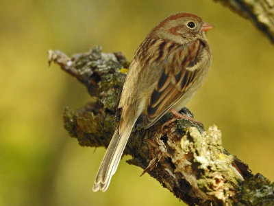 Field Sparrow ( Spizella pusilla )