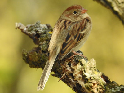 Field Sparrow ( Spizella pusilla )