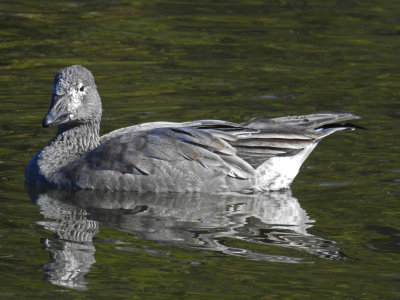 Snow Goose ( Chen caerulescens ) juvenile dark