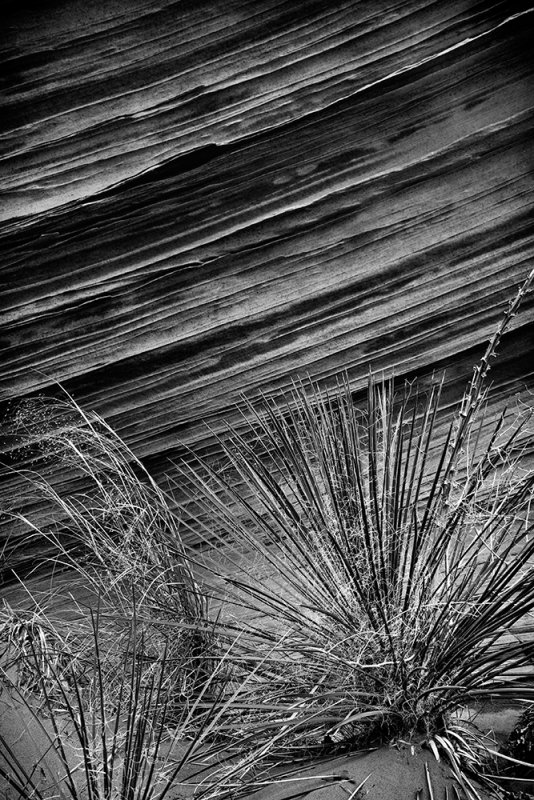 Grasses  Striations South Coyote Buttes 13770.jpg
