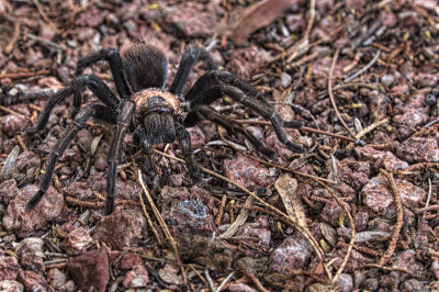 Tarantula_9670.jpg