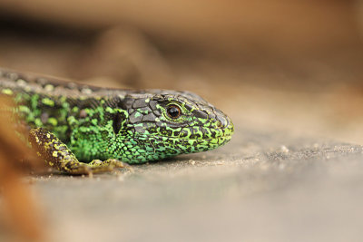 Zandhagedis