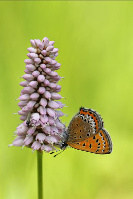 Blauwe Vuurvlinder