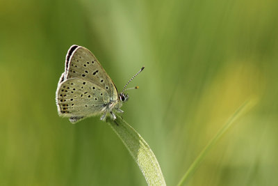 Bruine Vuurvlinder