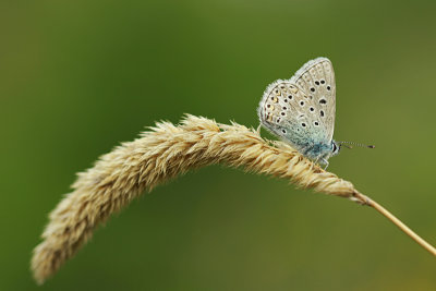 ::Vlaggewikkeblauwtje::