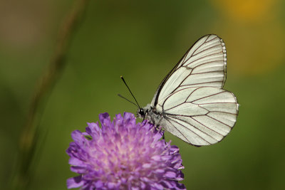 Groot Geaderd Witje