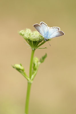 Bleek Blauwtje