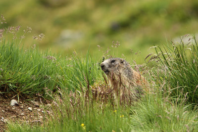 Alpenmarmot