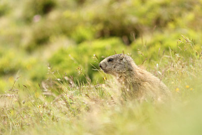 Alpenmarmot