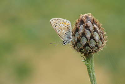 Vals Bruin Blauwtje