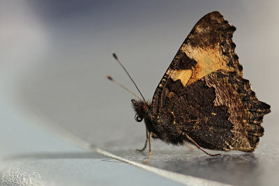 Kleine Vos