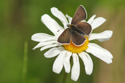 Bruine Vuurvlinder